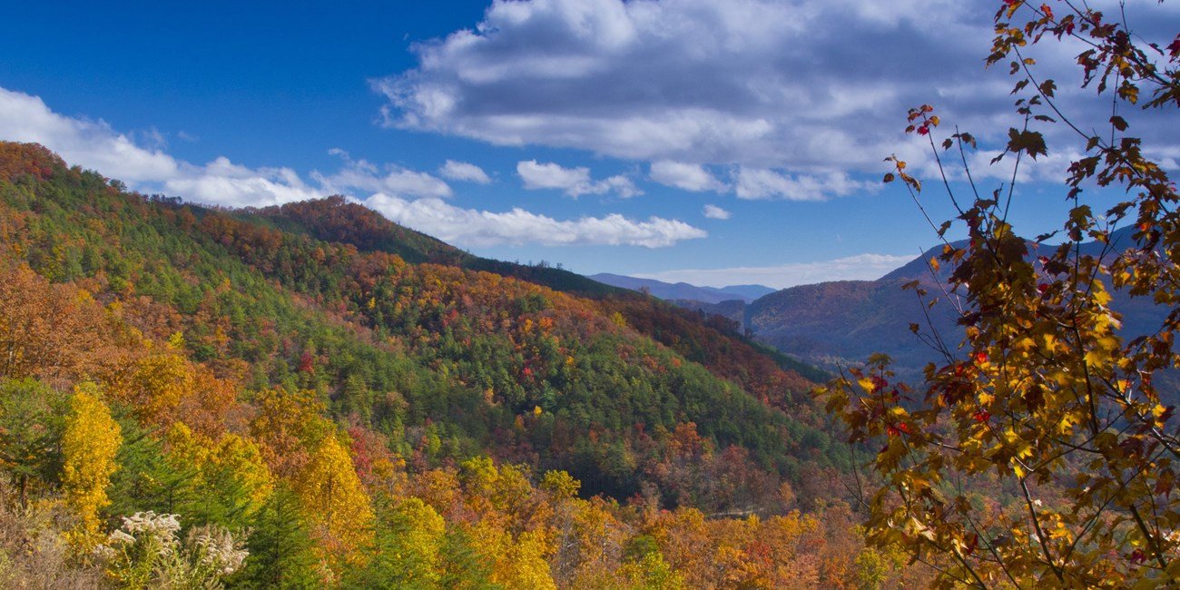 Leaf Mulching in the Foothills